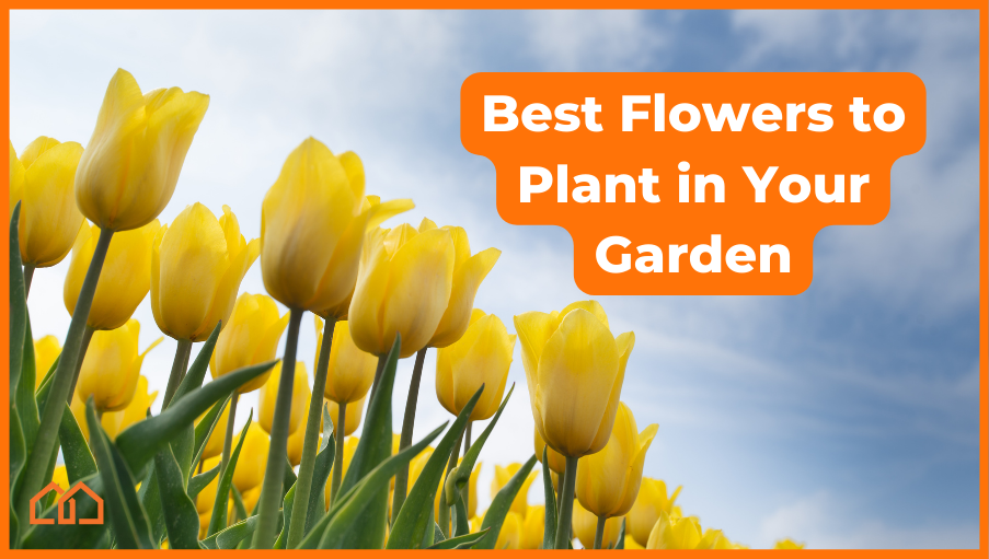 best flowers to plant in your garden picture of tulips
